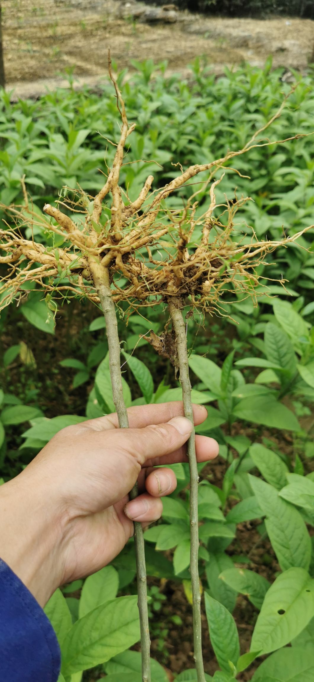 黄花倒水莲种苗  黄花倒水莲苗  ，黄花远志苗，观音串苗