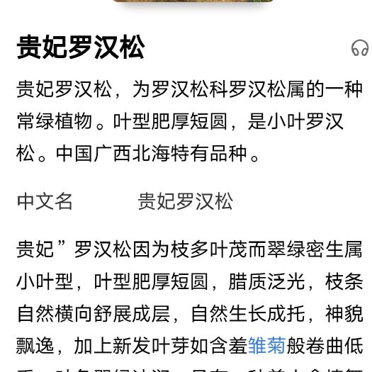 安远县小叶罗汉松  罗汉松苗贵妃罗汉松品种比雀舌，米叶