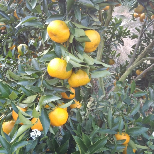 顺昌县 顺昌芦柑