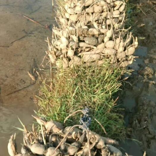 开平市鄂莲6号  2021年藕种接受预订，，人工挖出。。保证苗齐，无损