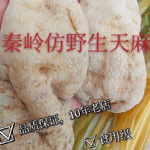 丹凤县黄天麻  秦岭仿天麻品质更高，价值更好。实体经营10年老店