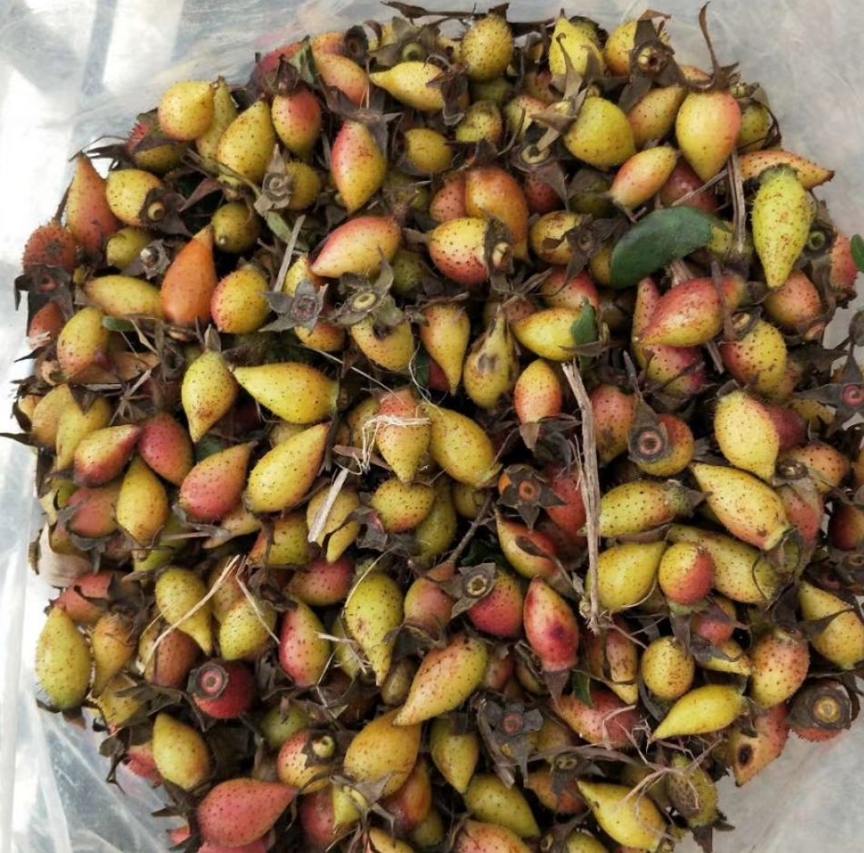  金樱子，金英子鲜品