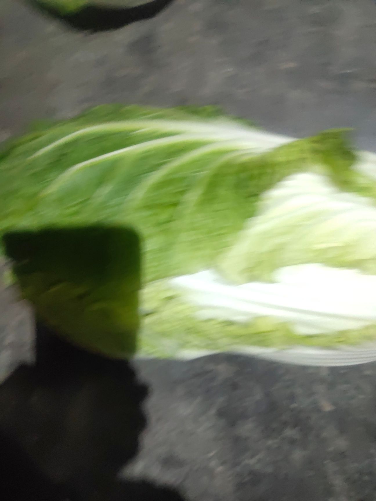 黄心大白菜  基地白菜大量上市，行情稳定，价格合理，质量一流
