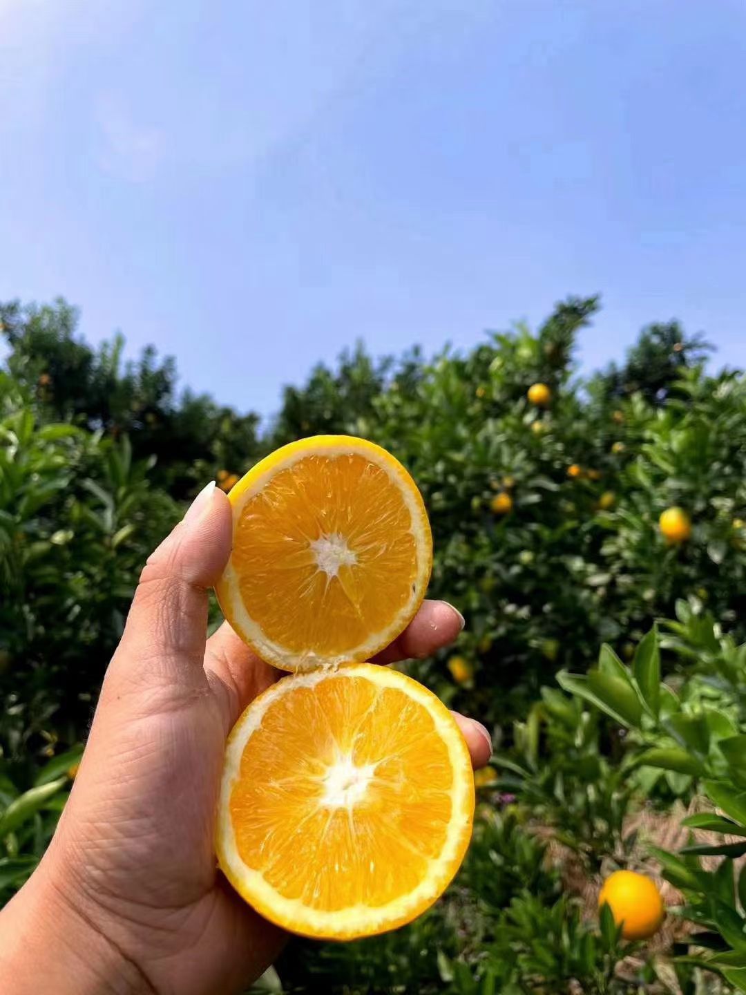 脐橙 统货 