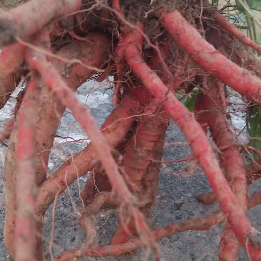 南阳紫花丹参  百亩优质丹参种植基地现货出售