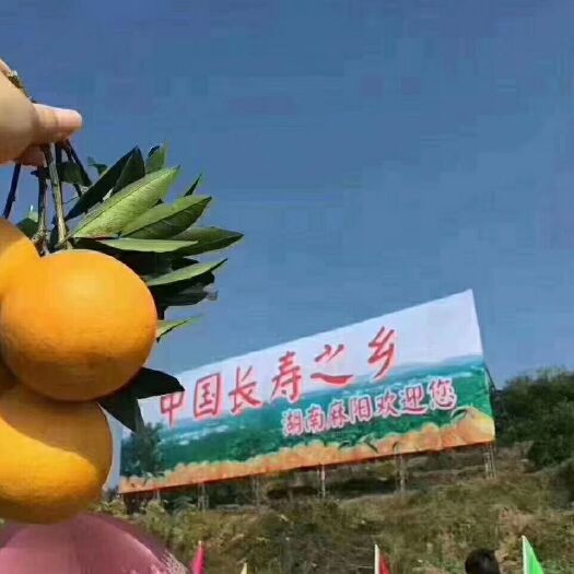 麻阳县 湖南怀化麻阳冰糖橙产地直销