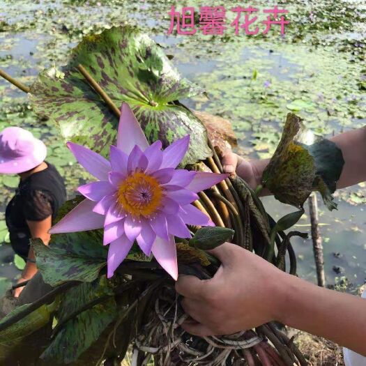 沭阳县水生植物 睡莲