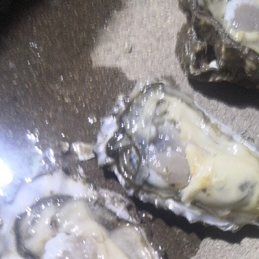 唐山生蚝 河北牡蛎  地播货 大量有货