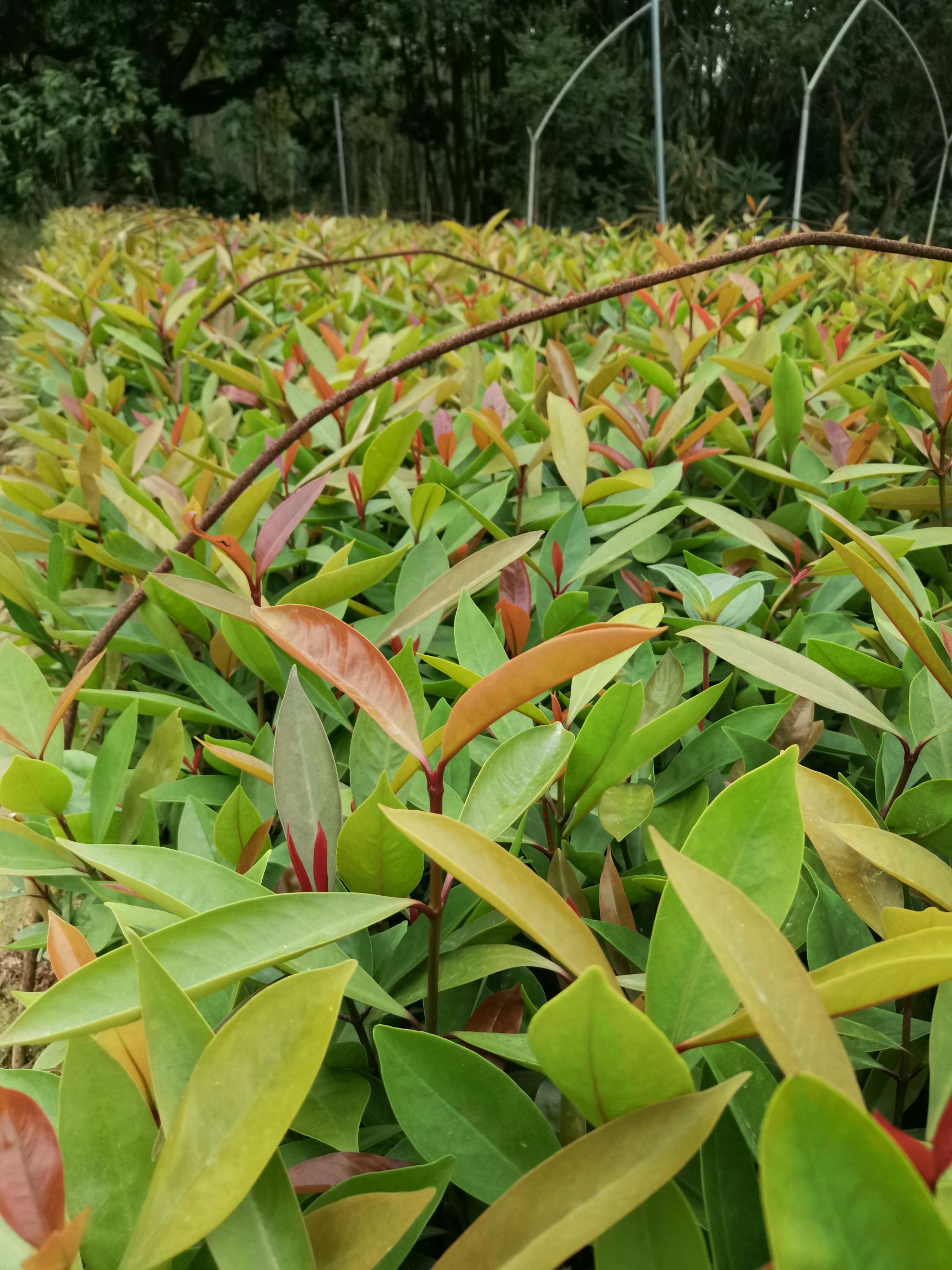 山竹树苗 黄金山竹苗岭南山竹竹果龙蒙树苗直生苗