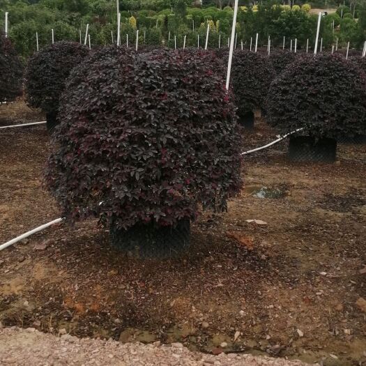 南宁黑珍珠红继木  红继木球1.1～1.2米高冠