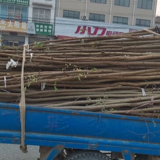 3公分刺槐大量上货