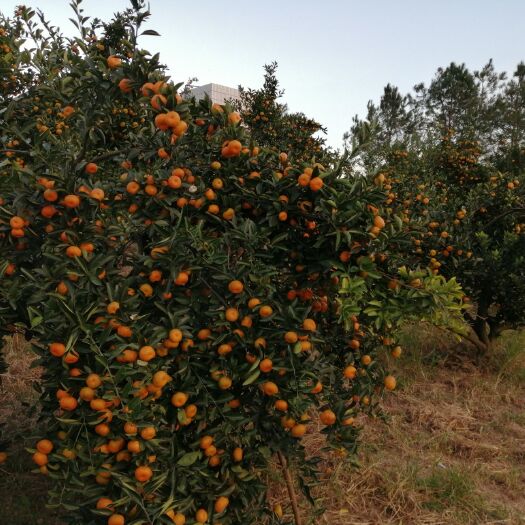 南丰县蜜桔  江西南丰蜜橘产地直销