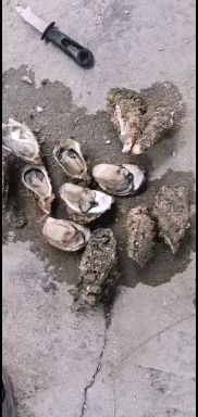 诏安县牡蛎  福建生蚝，吊蚝