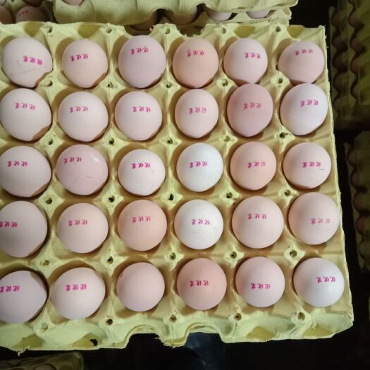 丹凤县DHA脑黄金鲜鸡蛋 营养，好吃不贵