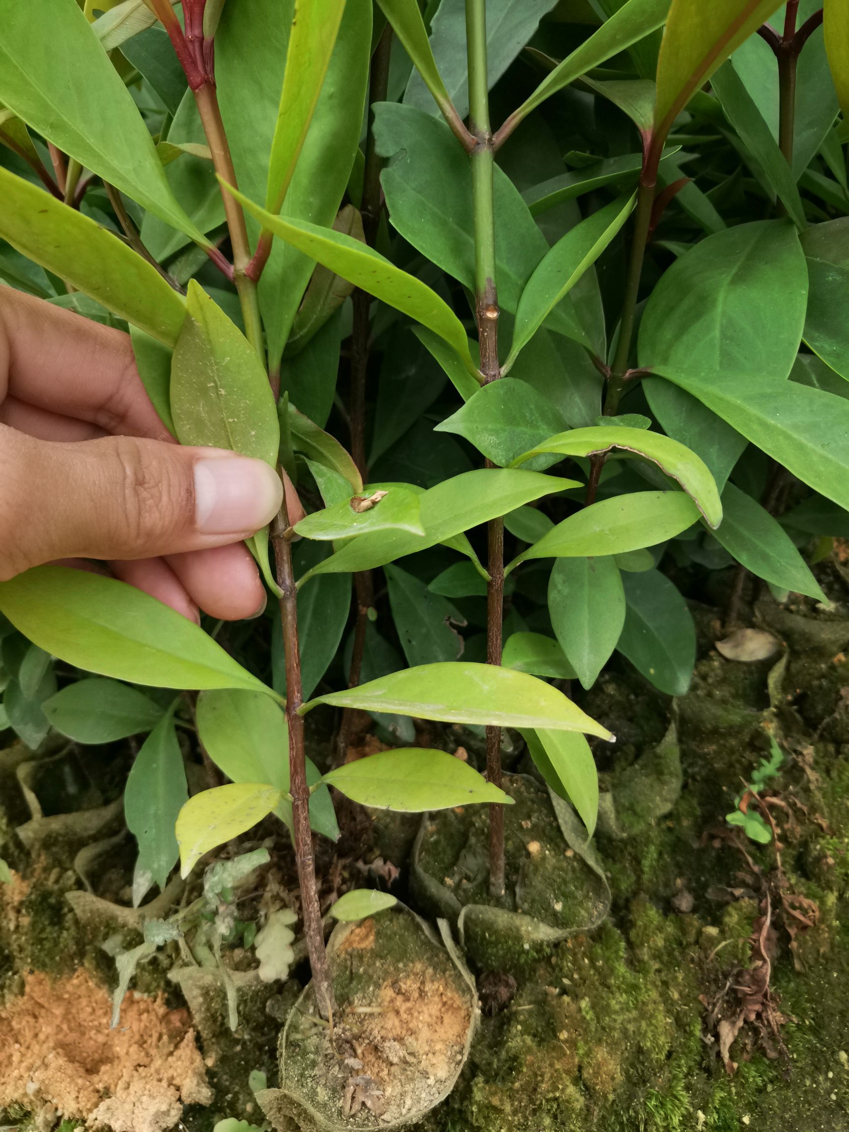 山竹树苗 黄金山竹苗岭南山竹竹果龙蒙树苗直生苗