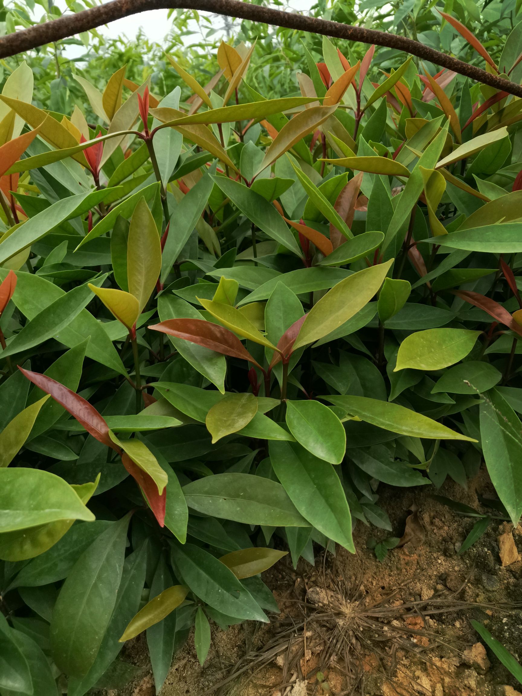 山竹树苗 黄金山竹苗岭南山竹竹果龙蒙树苗直生苗