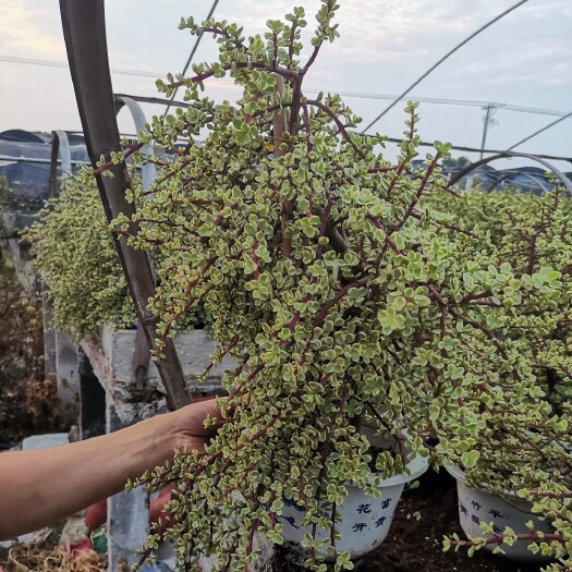 漳州雅乐之舞整群一箱6盆