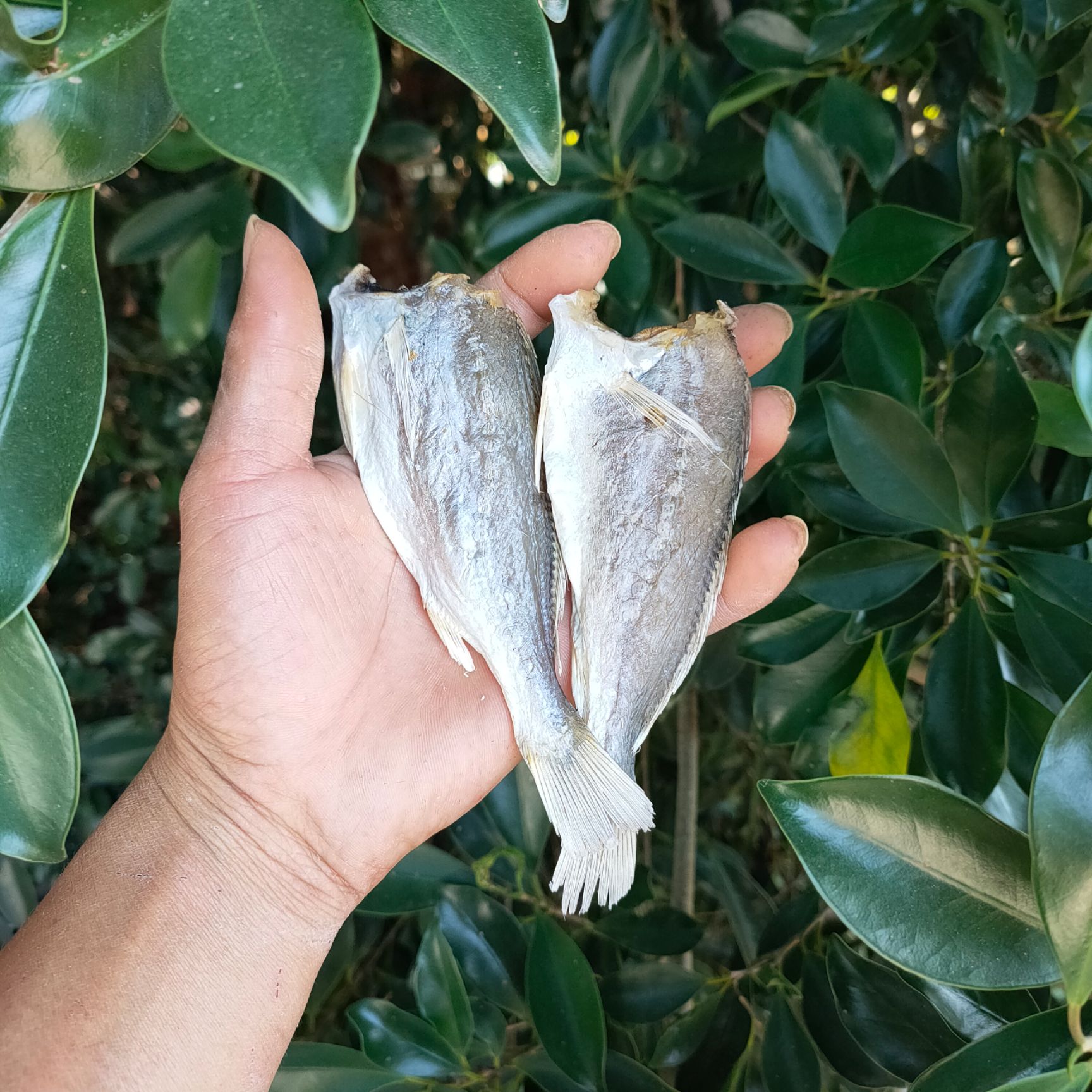 北海黄鱼干  小黄花鱼  滑子鱼干   咸鱼干【晒场直销】