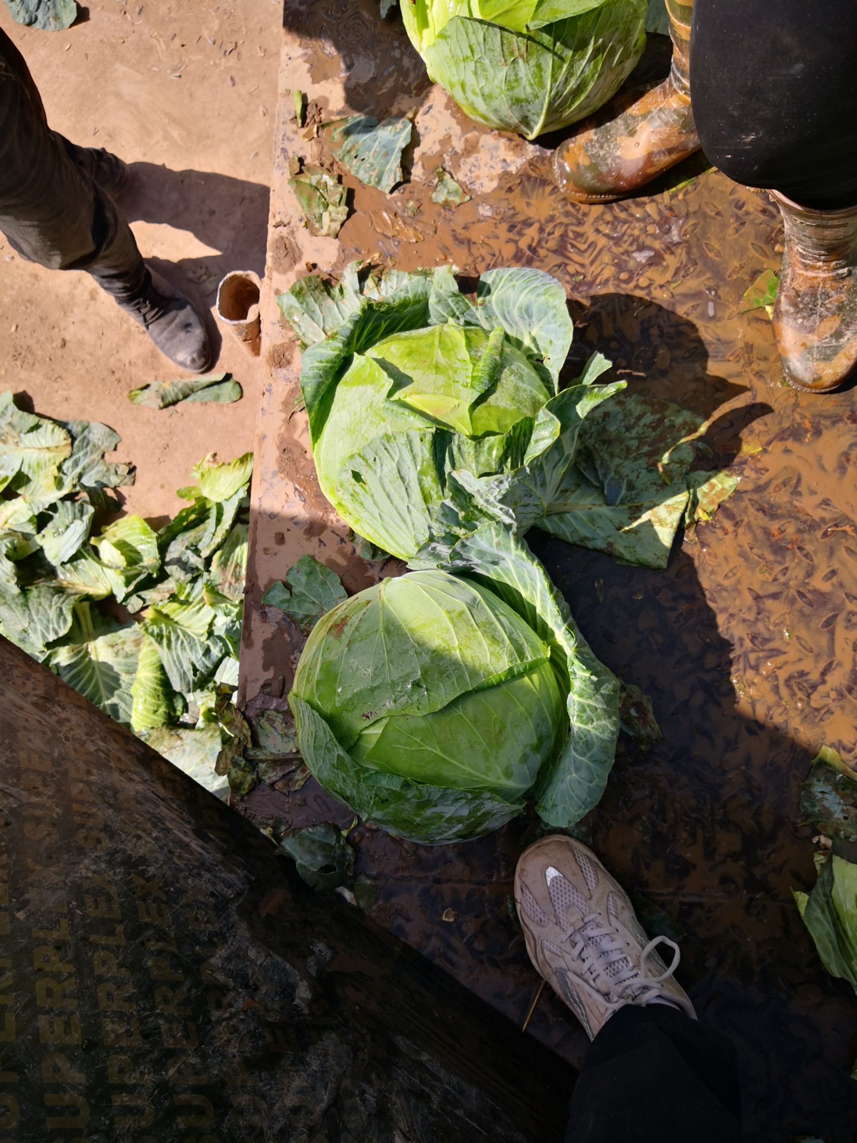 奥奇娜甘蓝  包菜奥奇娜，2斤起，产地直供，货源充足，需要老