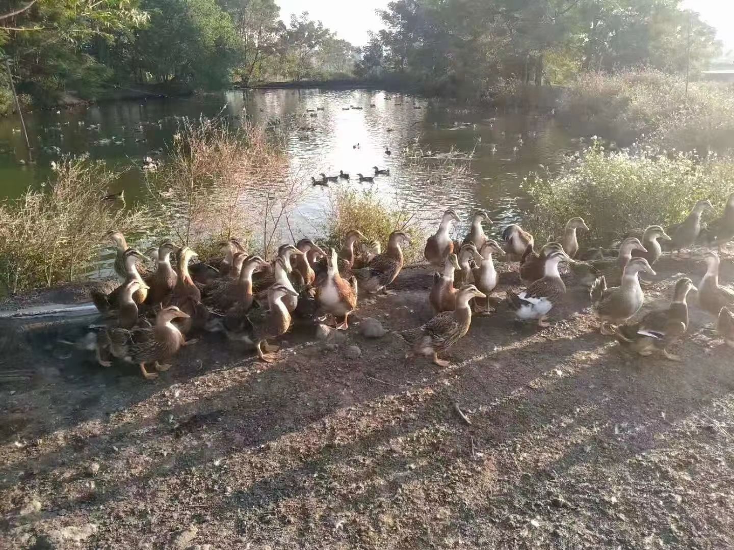 麻鸭 平均5.5斤。4.6元一斤。4000个。手慢无，，合浦