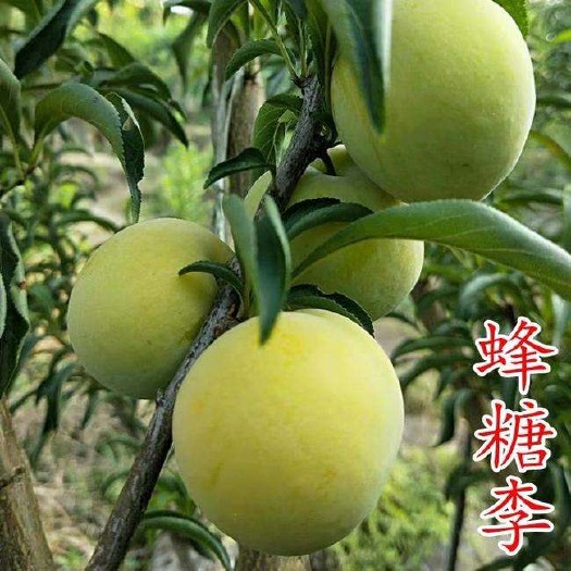苍溪县蜂糖李树苗