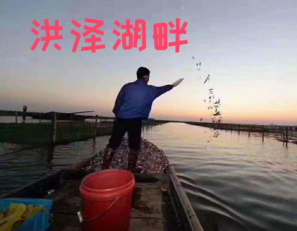  产地直达，一手货源，长期供货，优质大闸蟹，精品蟹