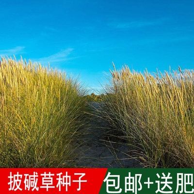 沭阳县高产牧草籽垂穗披碱草种子四季种养牛红豆草碱草羊草种子