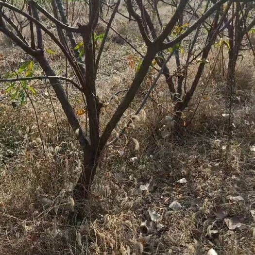 亳州晚秋梨树苗 成品树 
