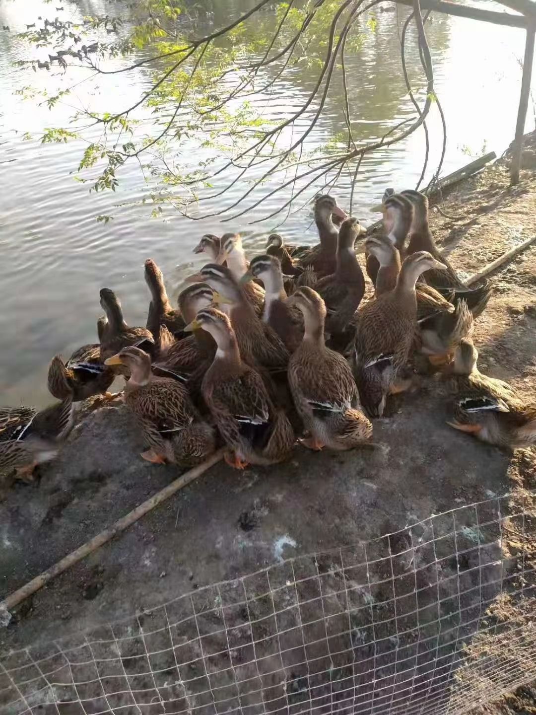 麻鸭 平均5.5斤。4.6元一斤。4000个。手慢无，，合浦