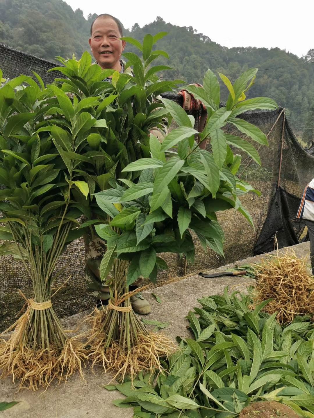 黄花倒水莲种苗  黄花倒水莲苗  ，黄花远志苗，观音串苗