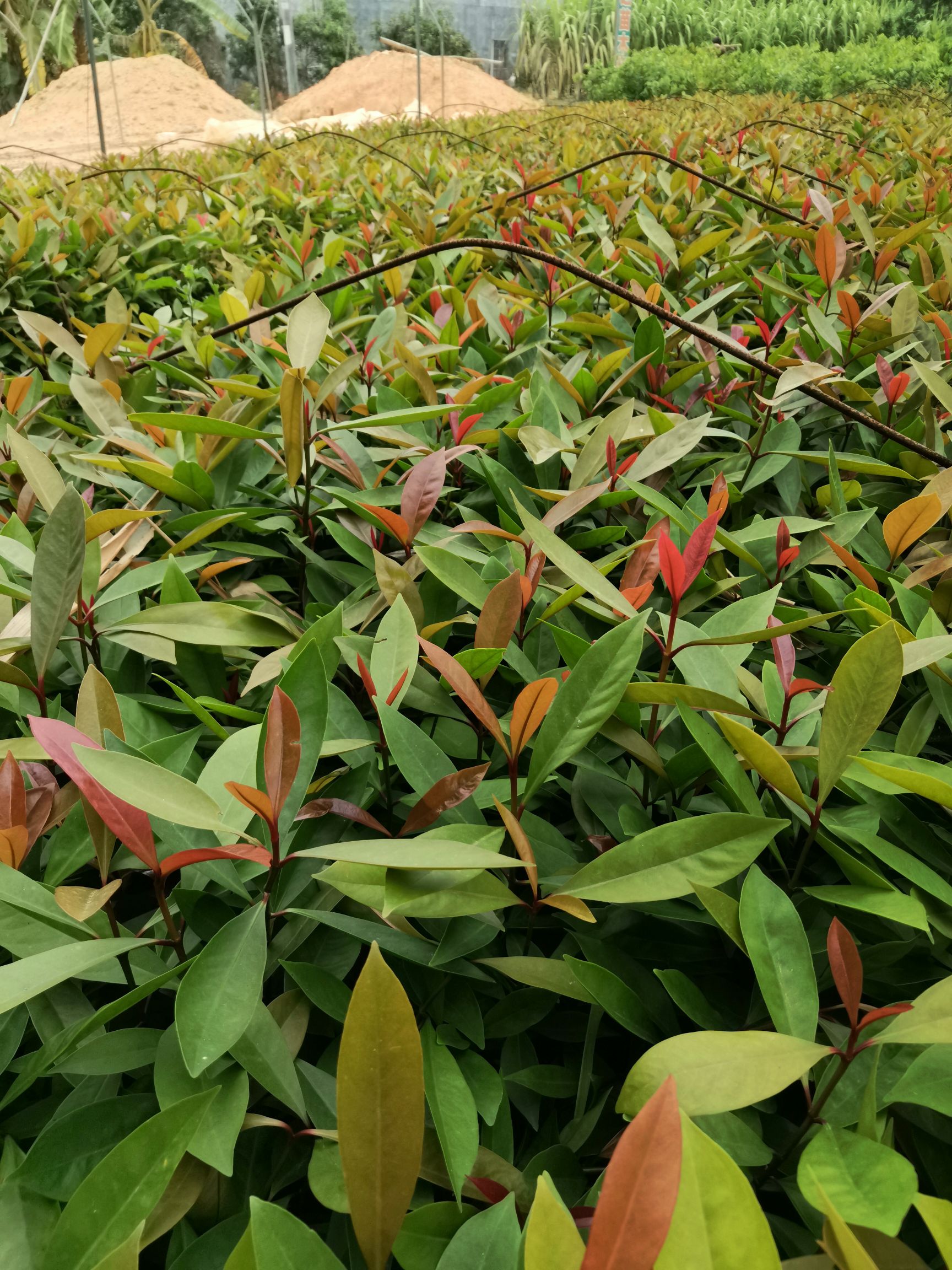 山竹树苗 黄金山竹苗岭南山竹竹果龙蒙树苗直生苗