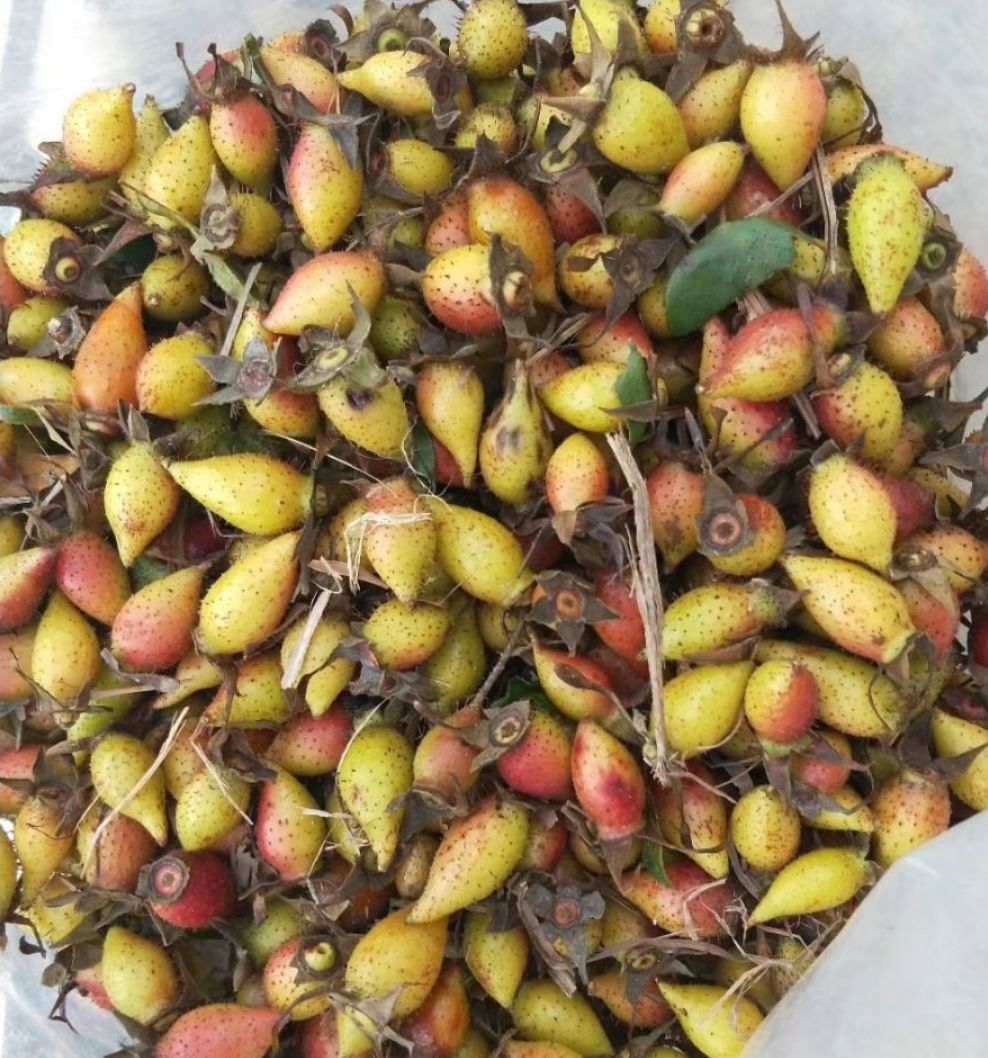  金樱子，金英子鲜品