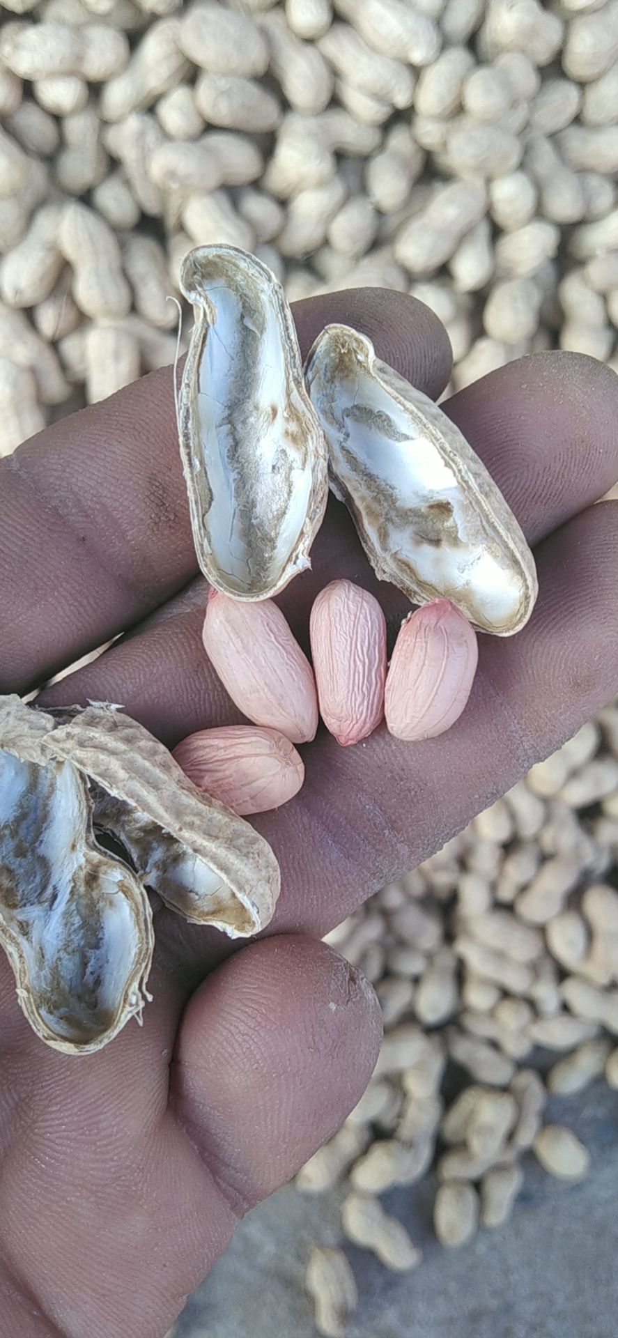 鲜花生  今年新鲜小鲁花干花生开始上市，欢迎广大新老客户订购
