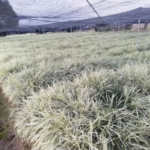 桂平市银边草