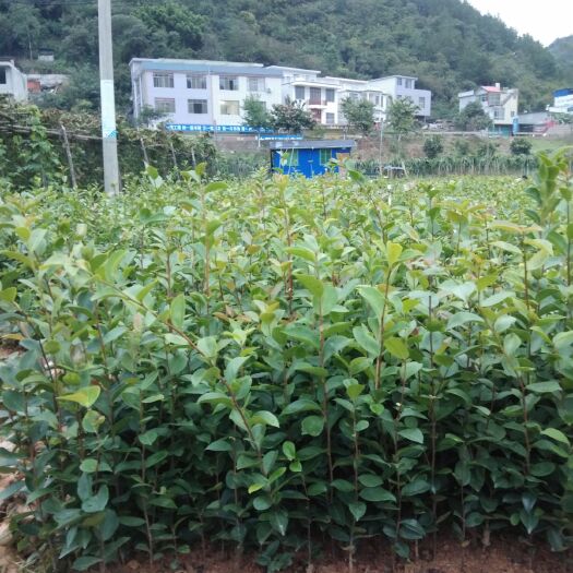 西林县老品种油茶苗
