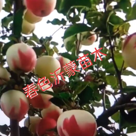 平邑县红富士苹果苗 五彩黄金苹果苗,自产自销，现挖现发，保证质量包邮