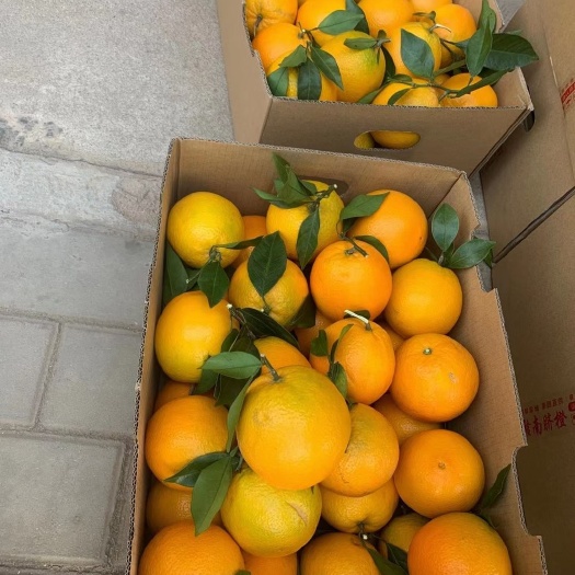 安远脐橙  赣南脐橙熟透正式上市了，足汁香甜适合送朋友送领导，只卖精品果