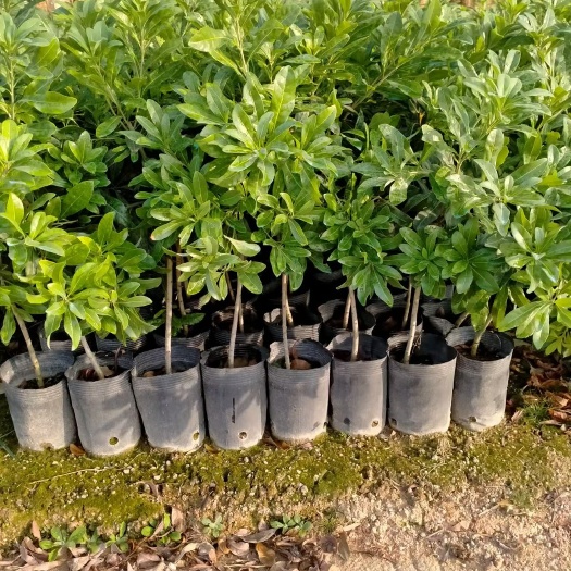 普宁市东魁杨梅树苗 正宗嫁接东魁杨梅树树苗杨梅苗南北方种植地栽果树苗当年结果特大
