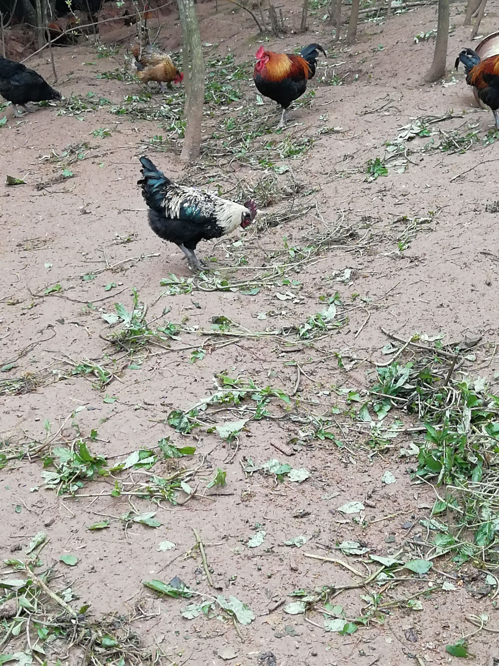 五黑鸡 两年半五黑一绿鸡，乌皮白肉，全粮食散养