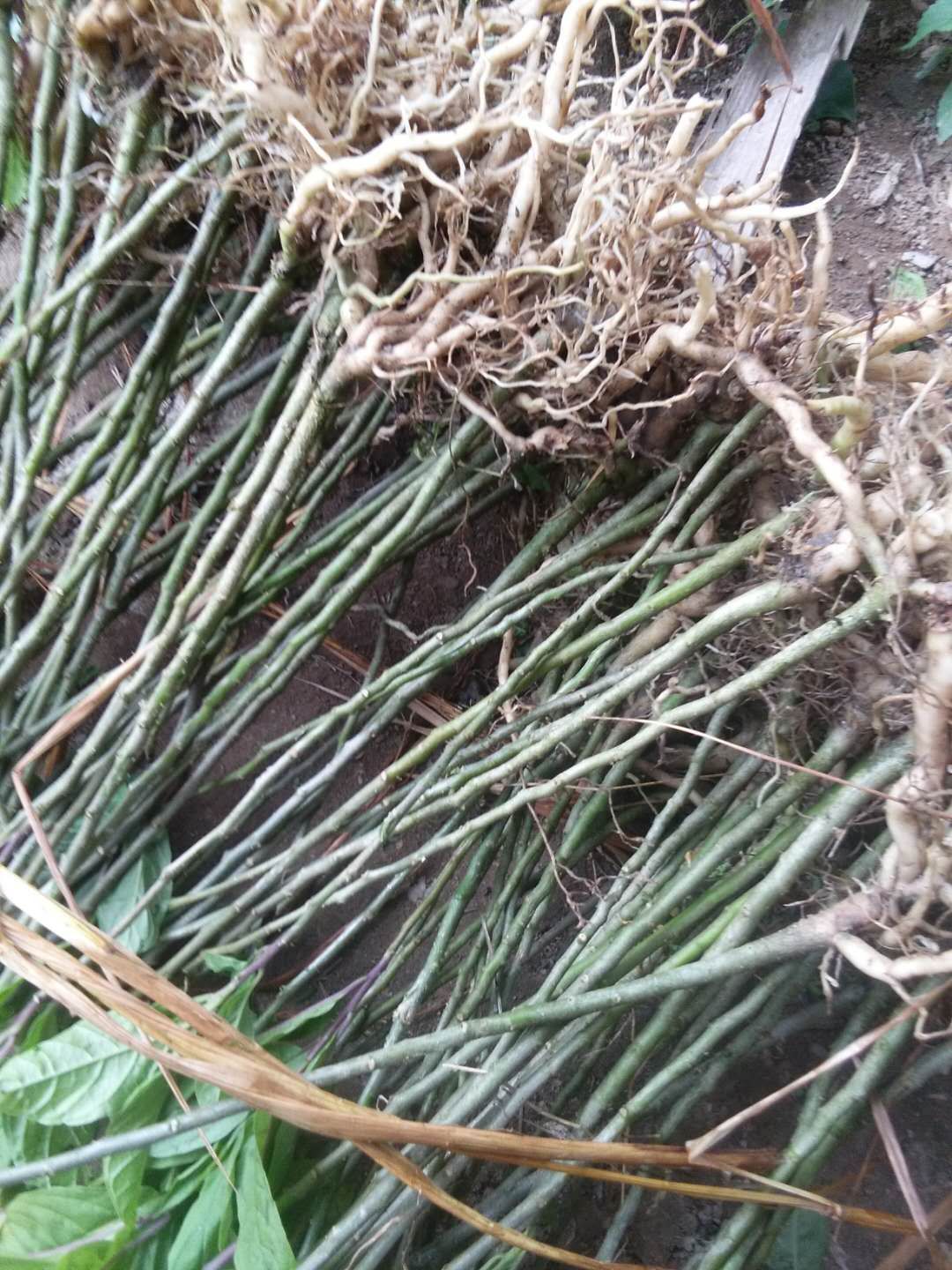 黄花倒水莲种苗  黄花倒水莲苗  ，黄花远志苗，观音串苗