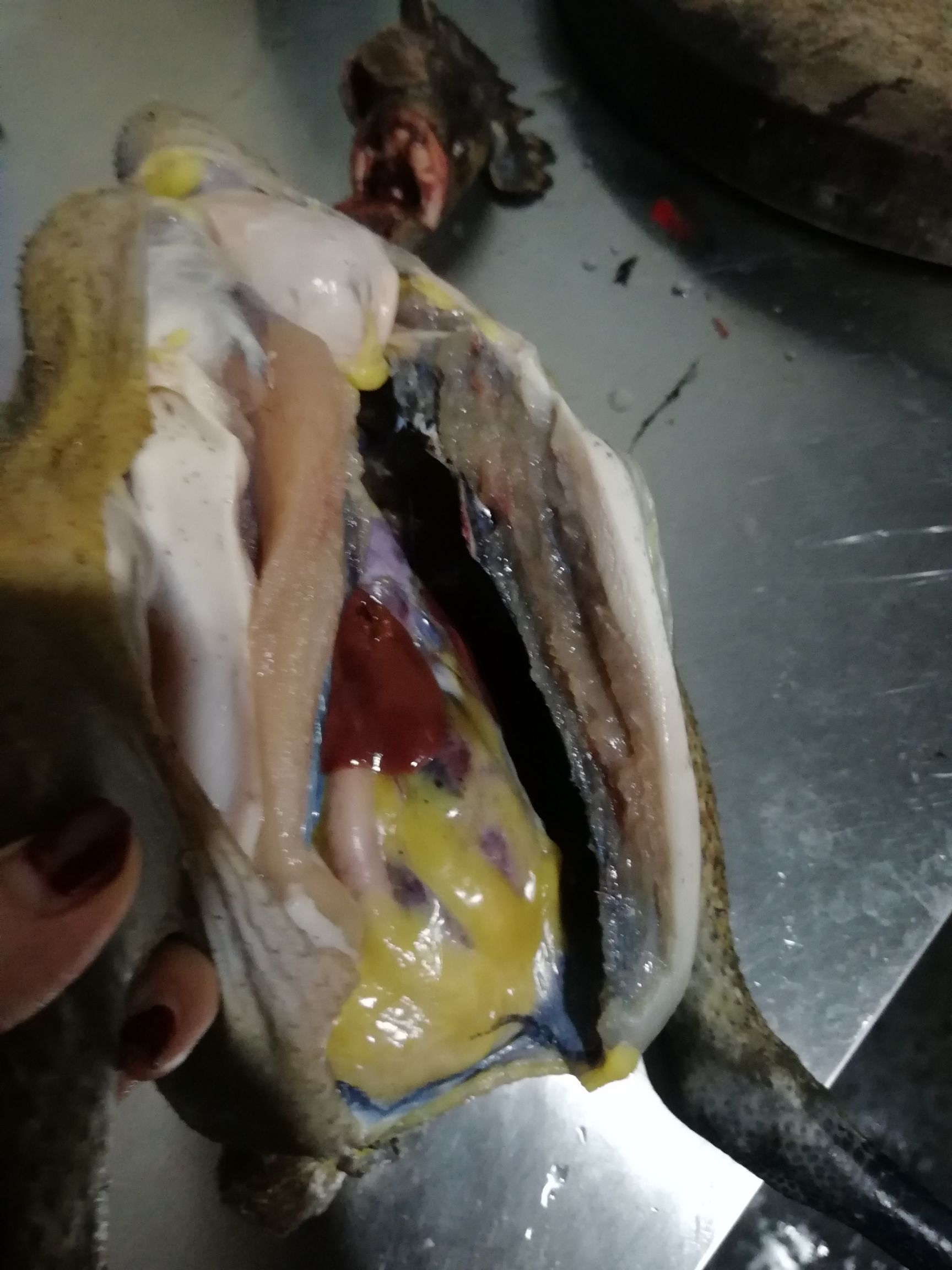 五黑鸡 两年半五黑一绿鸡，乌皮白肉，全粮食散养