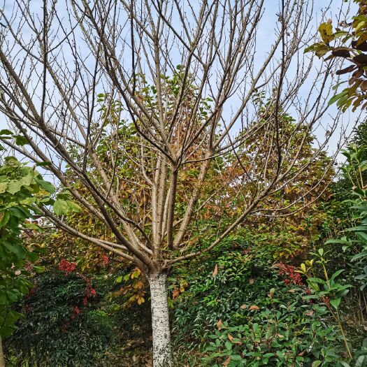 汉中关山樱  18公分樱花