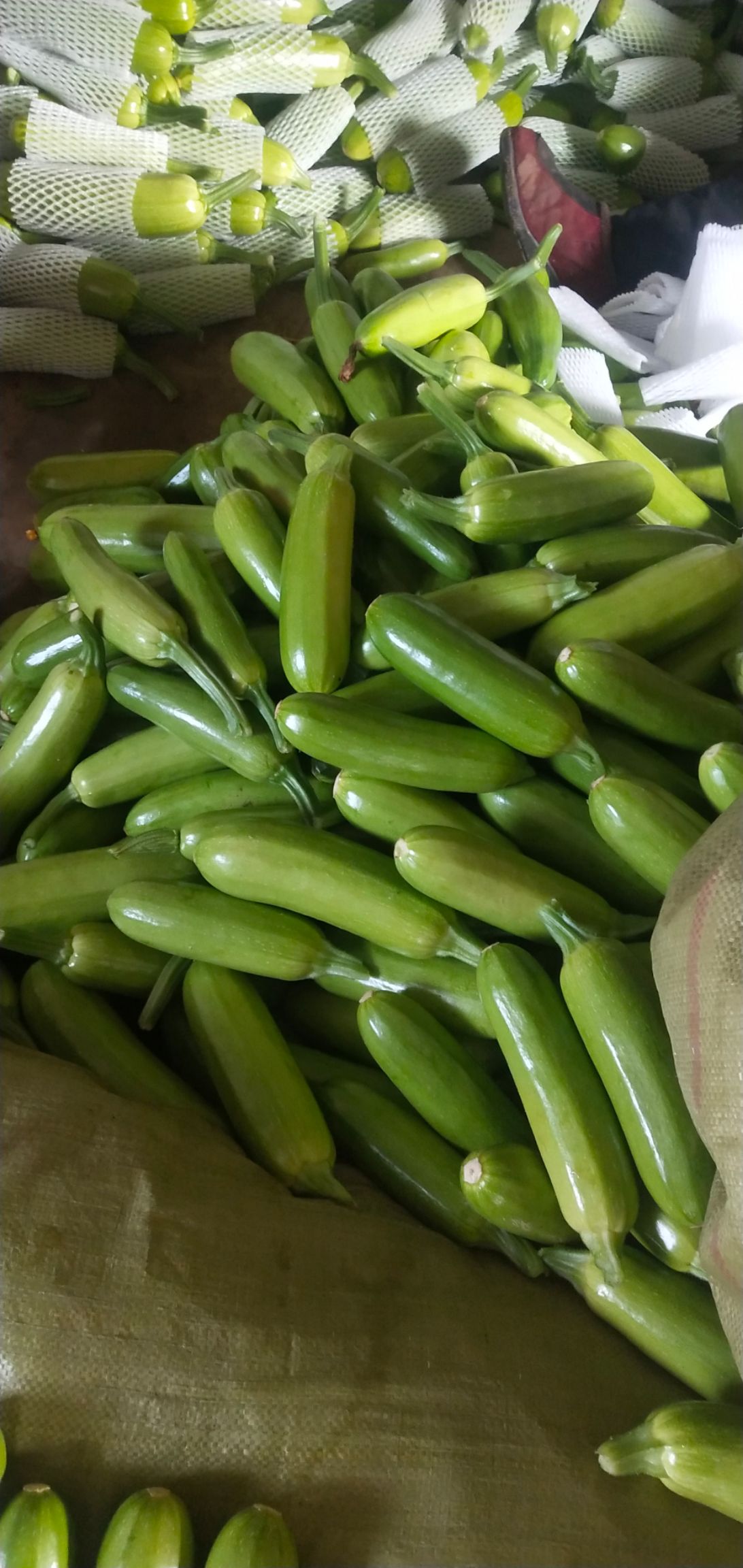 绿皮西葫芦 角瓜正宗绿条西葫芦秀玉法拉力质量好价格不高