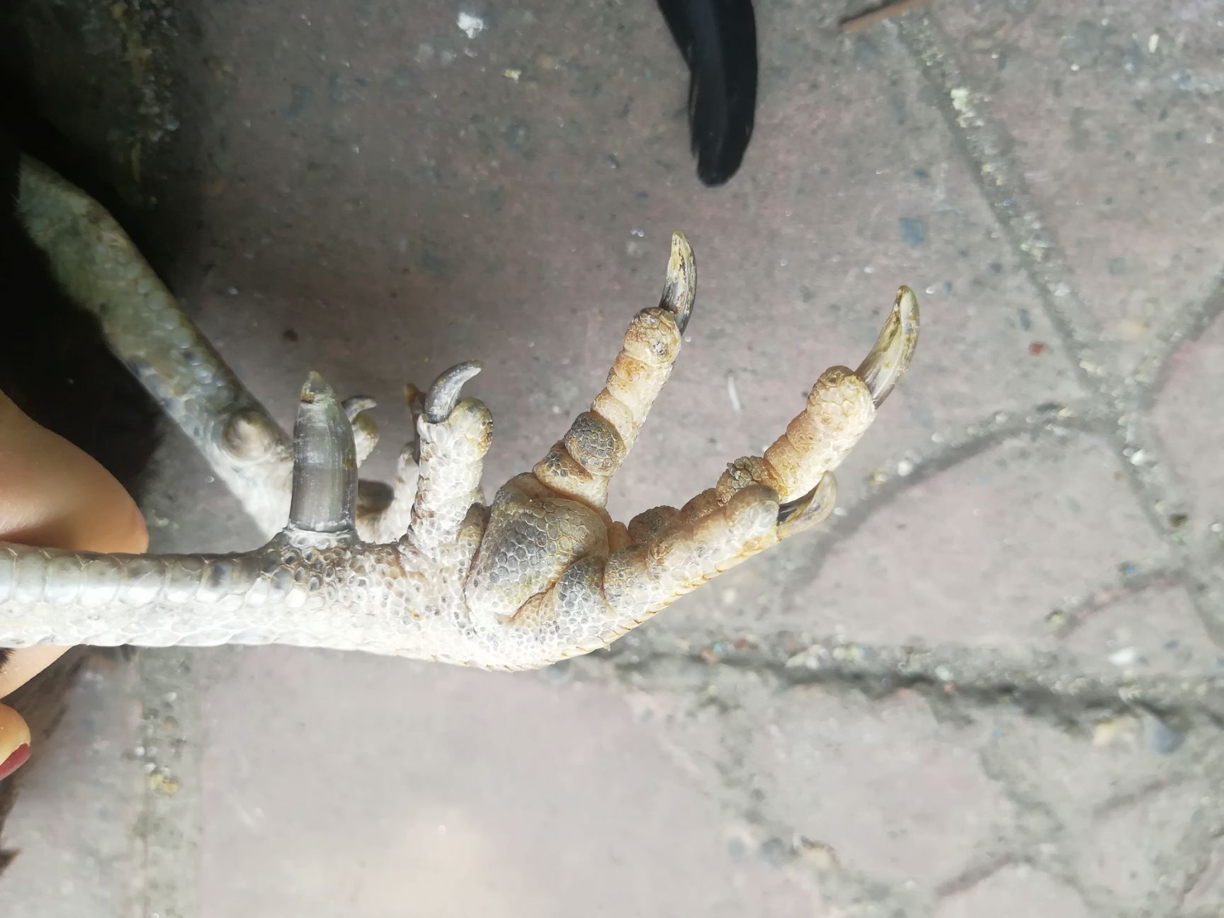 五黑鸡 两年半五黑一绿鸡，乌皮白肉，全粮食散养