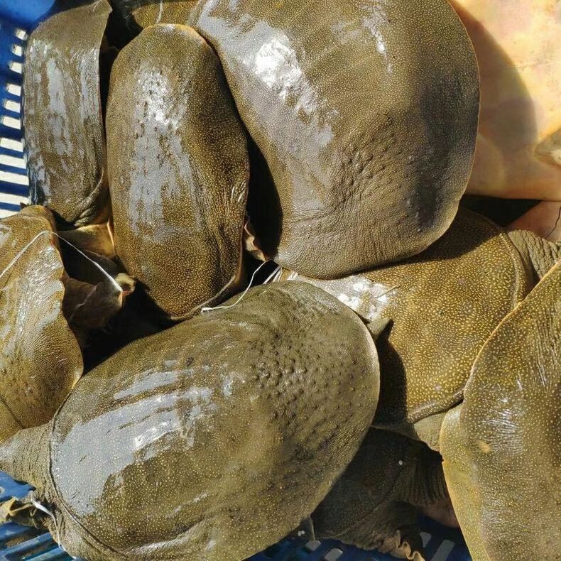 生态甲鱼  价格美丽1.8斤到2.5斤的900天的水鱼48元／只