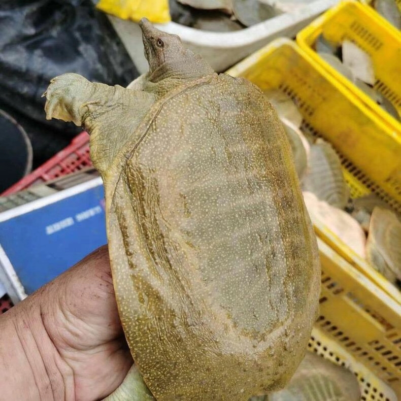 生态甲鱼  价格美丽1.8斤到2.5斤的900天的水鱼48元／只