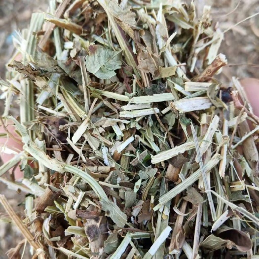 舞阳县绿色的的花生秧有需要的联系