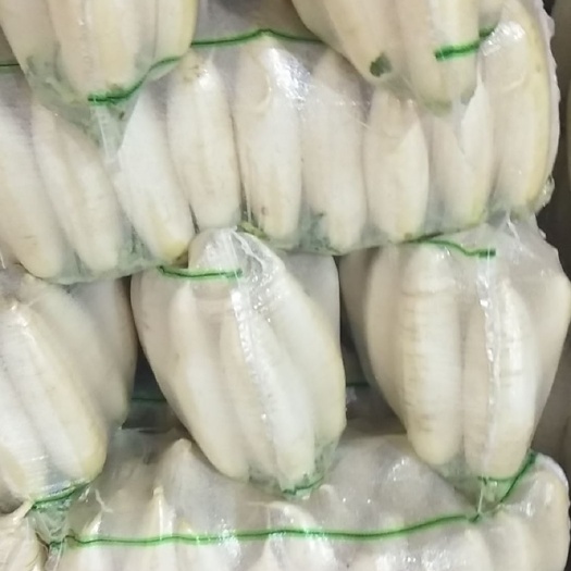 钟祥市白萝卜  小五排，