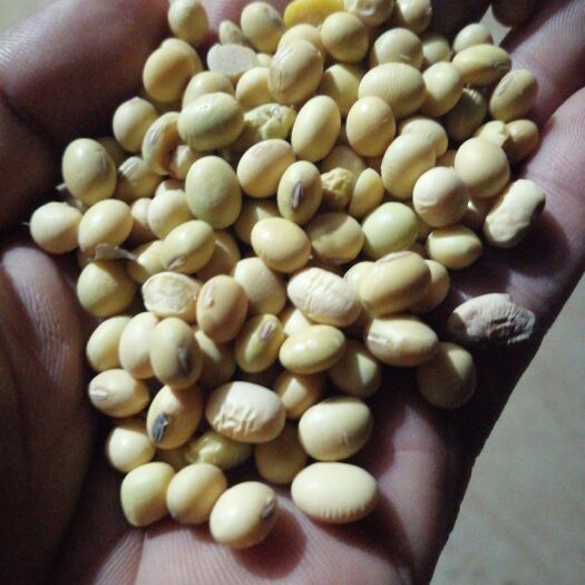 南乐县中黄13黄豆 生大豆 1等品 