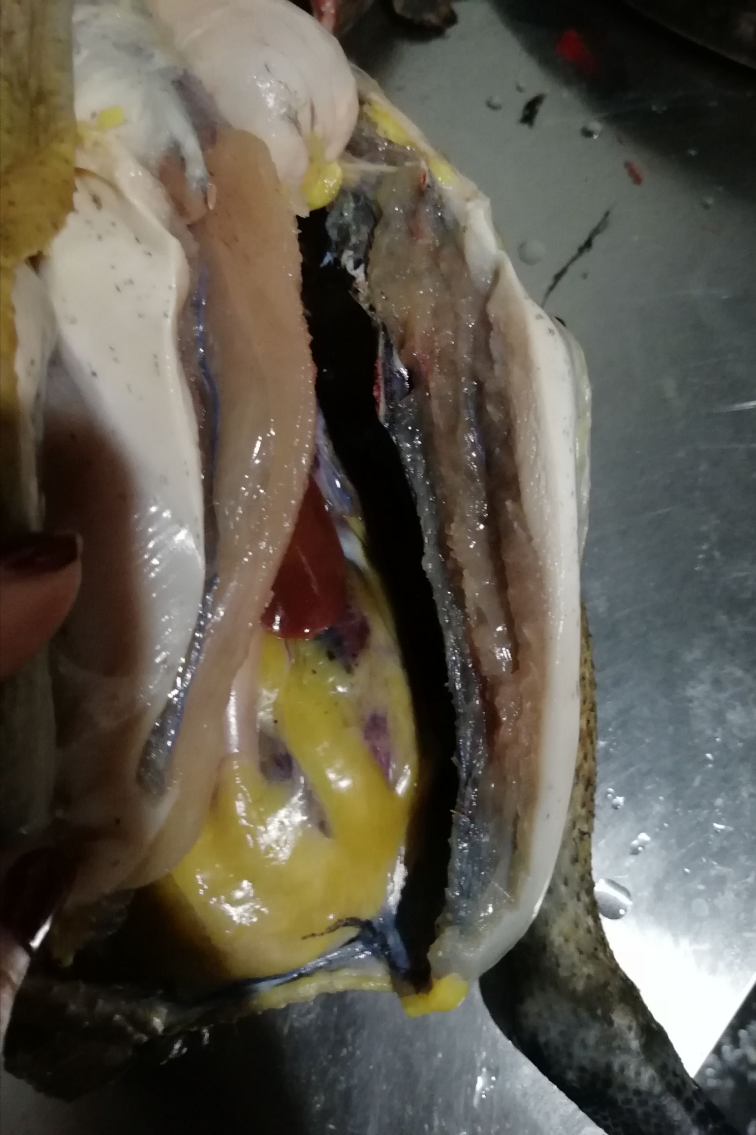 五黑鸡 两年半五黑一绿鸡，乌皮白肉，全粮食散养